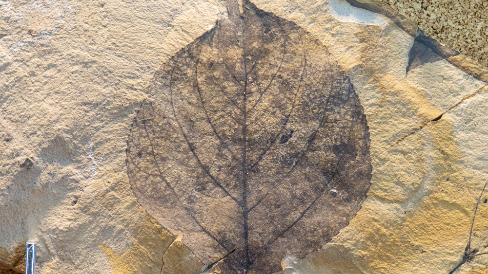 Fossil Leaf Miners The Institute for Creation Research